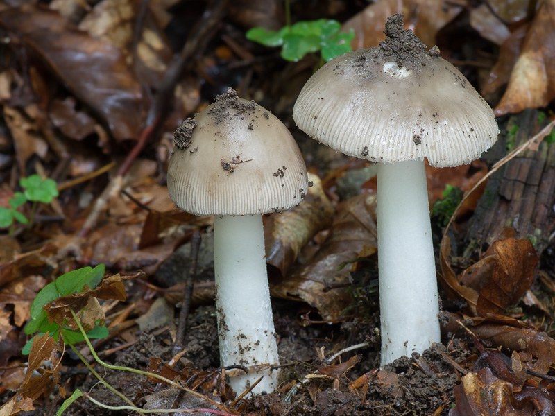 Amanita vladimirii